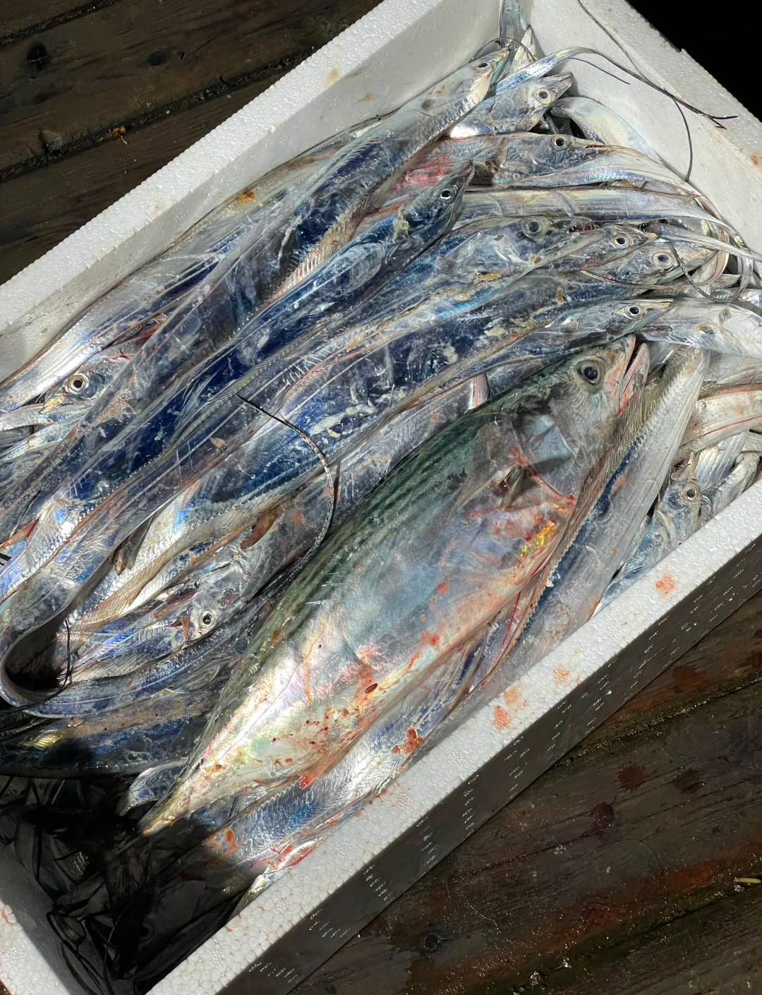浙江象山有海钓吗(浙江象山有海钓吗最近)