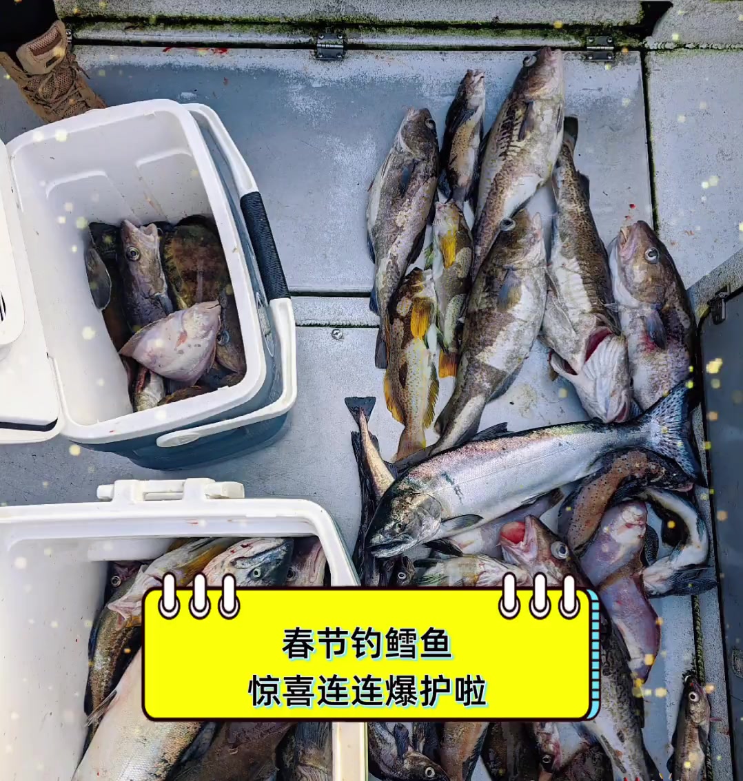 海钓鳕鱼天气(钓鳕鱼用什么鱼饵最好)