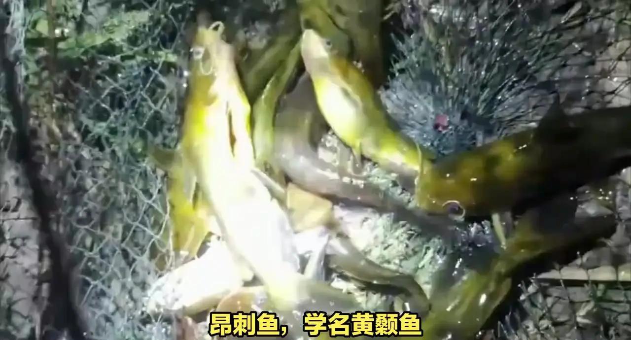 钓黄鳝的技巧视频(2021最新钓黄鳝视频)