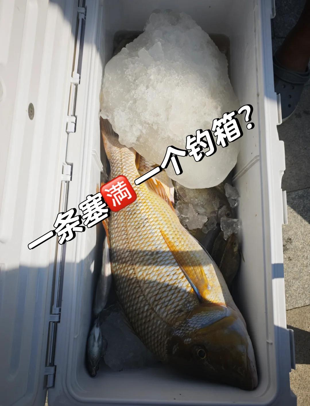 海南海钓怎么钓(海南海钓用什么饵料)