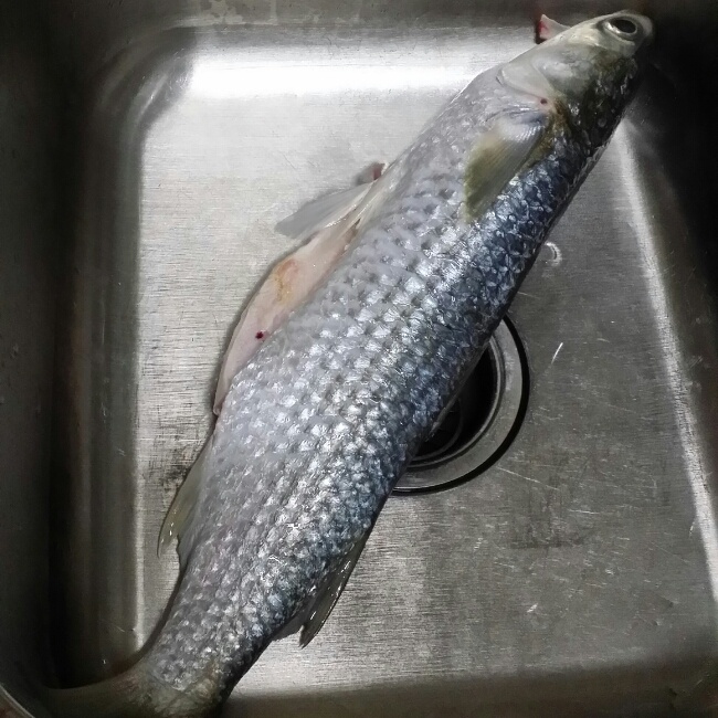 乌头鱼吃什么饵料(乌头鱼怎么钓 钓浮吗)