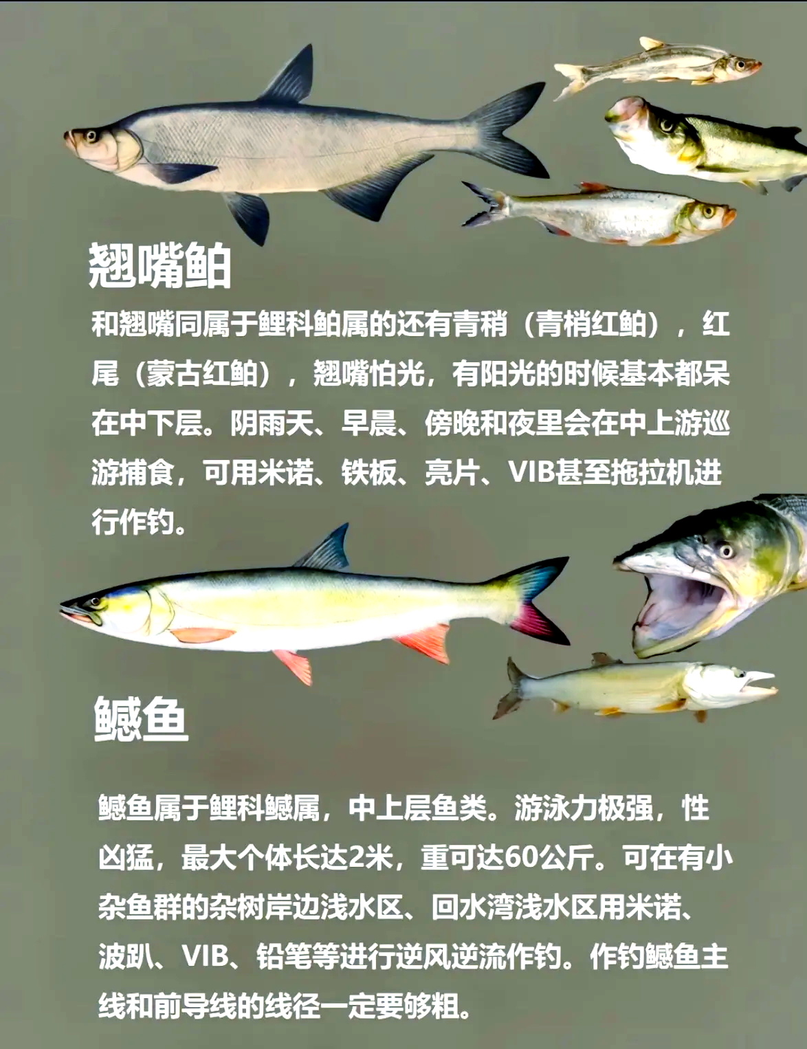 包含钓什么鱼用什么饵技巧的词条