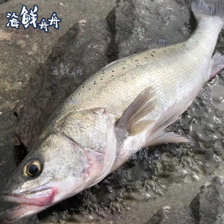 大连海钓鲈鱼视频(大连路亚海鲈 钓点)