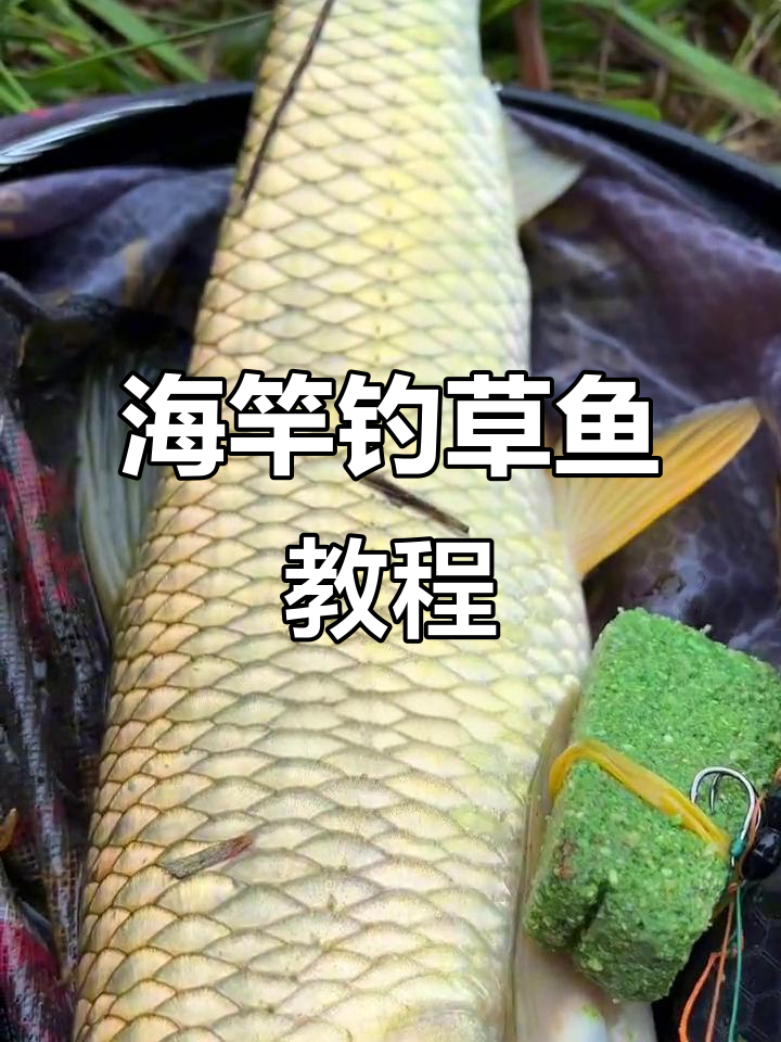 江边抛竿钓草鱼技巧(江边抛竿钓草鱼技巧和方法)