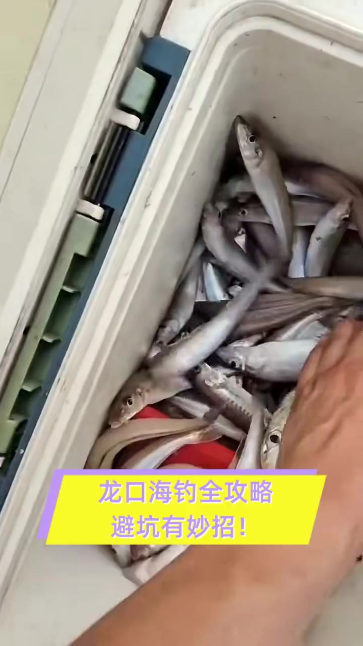 龙口海钓租船(龙口海钓租船大概多少钱)