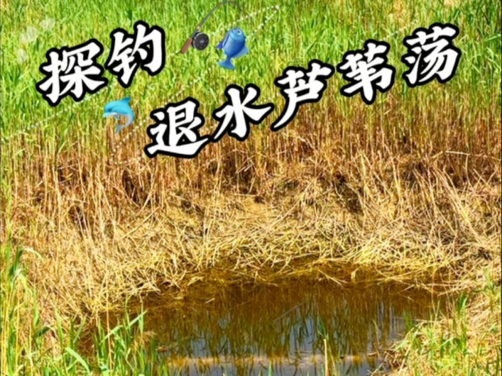 芦苇荡钓鱼技巧(芦苇荡钓鱼技巧图解)
