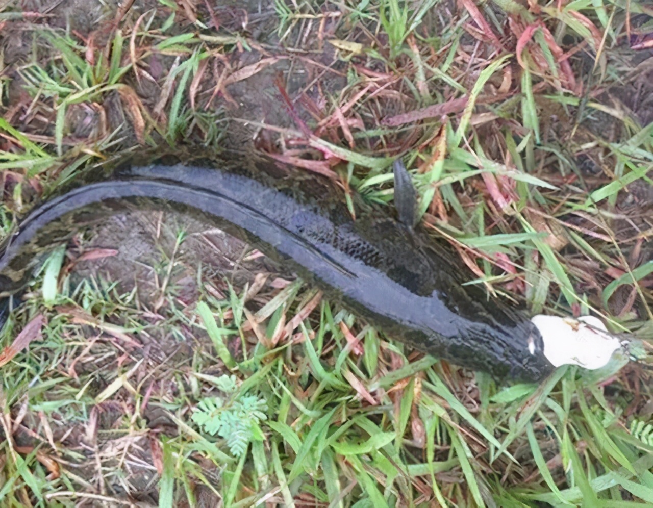 大水面如何路亚黑鱼(亮水面路亚黑鱼用浮饵还是沉水?)