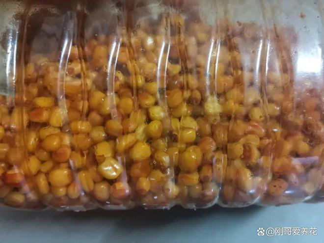 老玉米饵料制作方法(老玉米饵料制作方法视频)