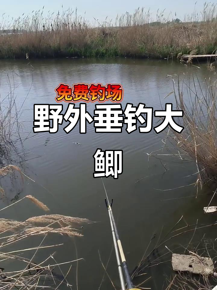 野外垂钓鲫鱼技巧(野外垂钓鲫鱼视频大全)