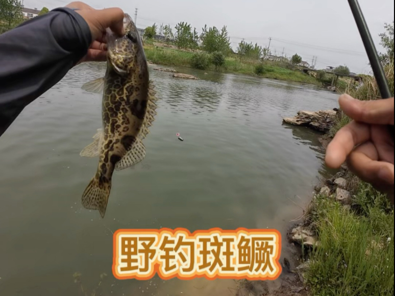 路亚斑鳜(路亚斑鳜时间)