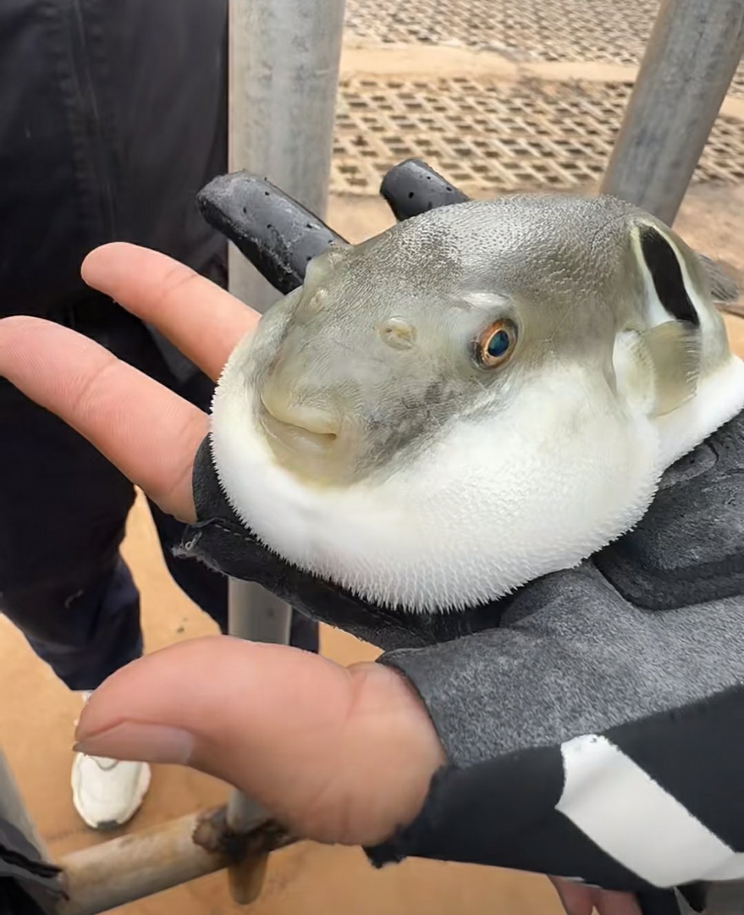 上海钓河豚(上海吃河豚鱼的好地方)
