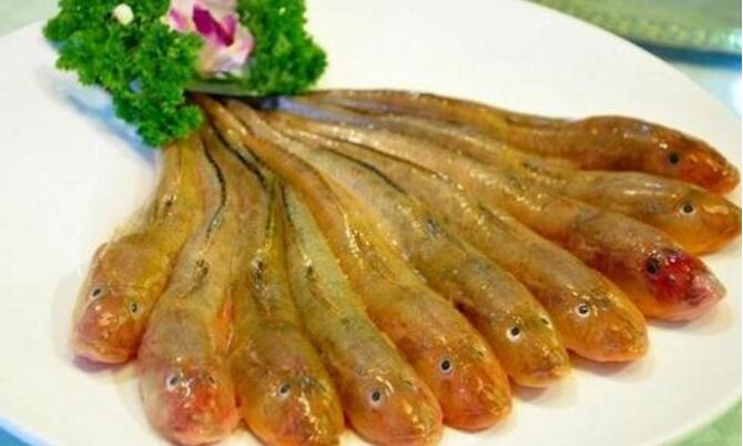 沙光鱼饵料(沙光鱼垂钓季节)