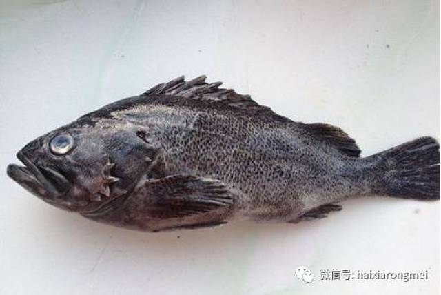 串钩海钓黑鲪(海竿串钩钓黑鱼)