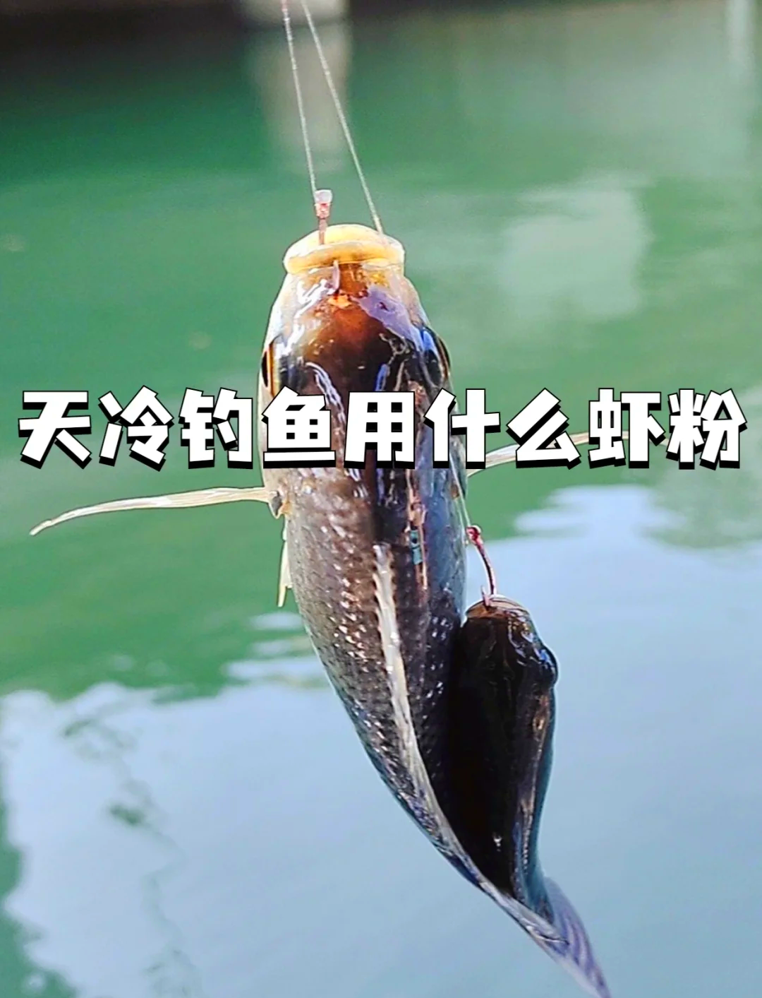 天冷海钓鱼不进食(冬天海钓为什么钓不到鱼)
