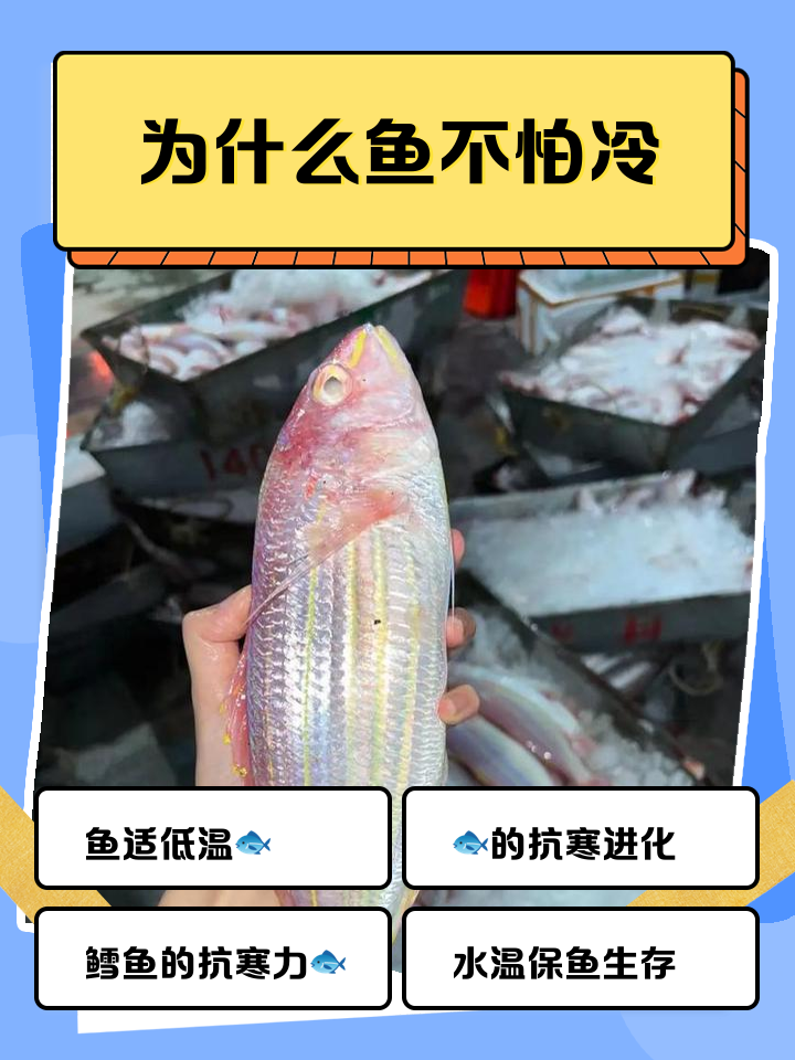 天冷海钓鱼不进食(冬天海钓为什么钓不到鱼)