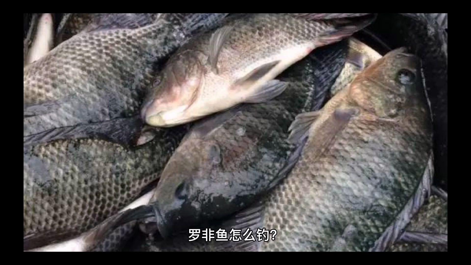 水库钓罗非鱼的技巧(水库钓罗非鱼用什么饵料最佳)