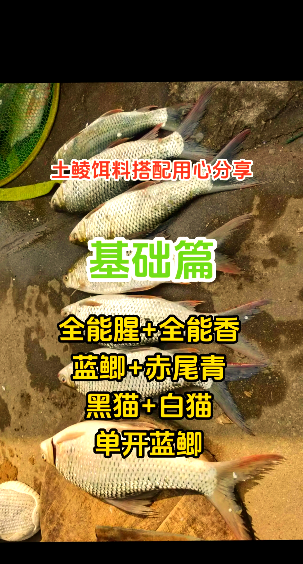 仲春钓钓土鲮鱼技巧(春季钓土鲮鱼饵料配方)