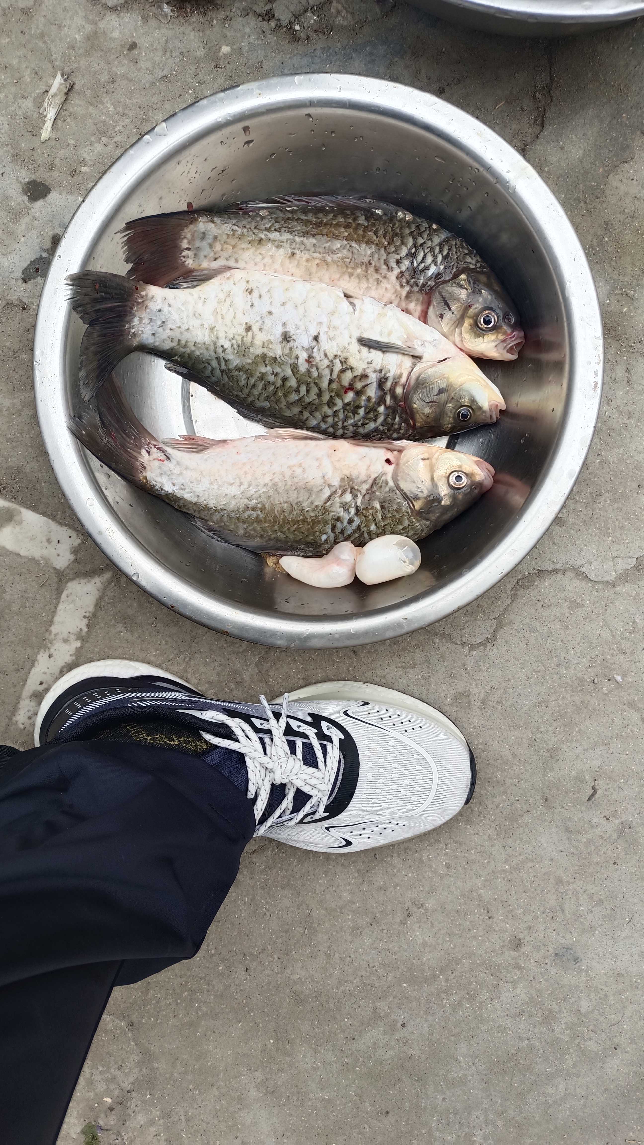 春天上海钓鲫鱼(春天上海钓鲫鱼怎么样)