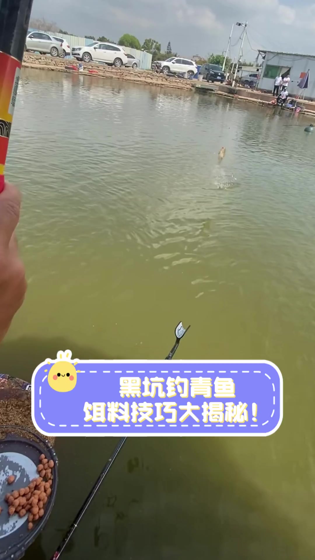 钓鱼青鱼技巧视频大全(钓鱼青鱼视频大全高清2018)