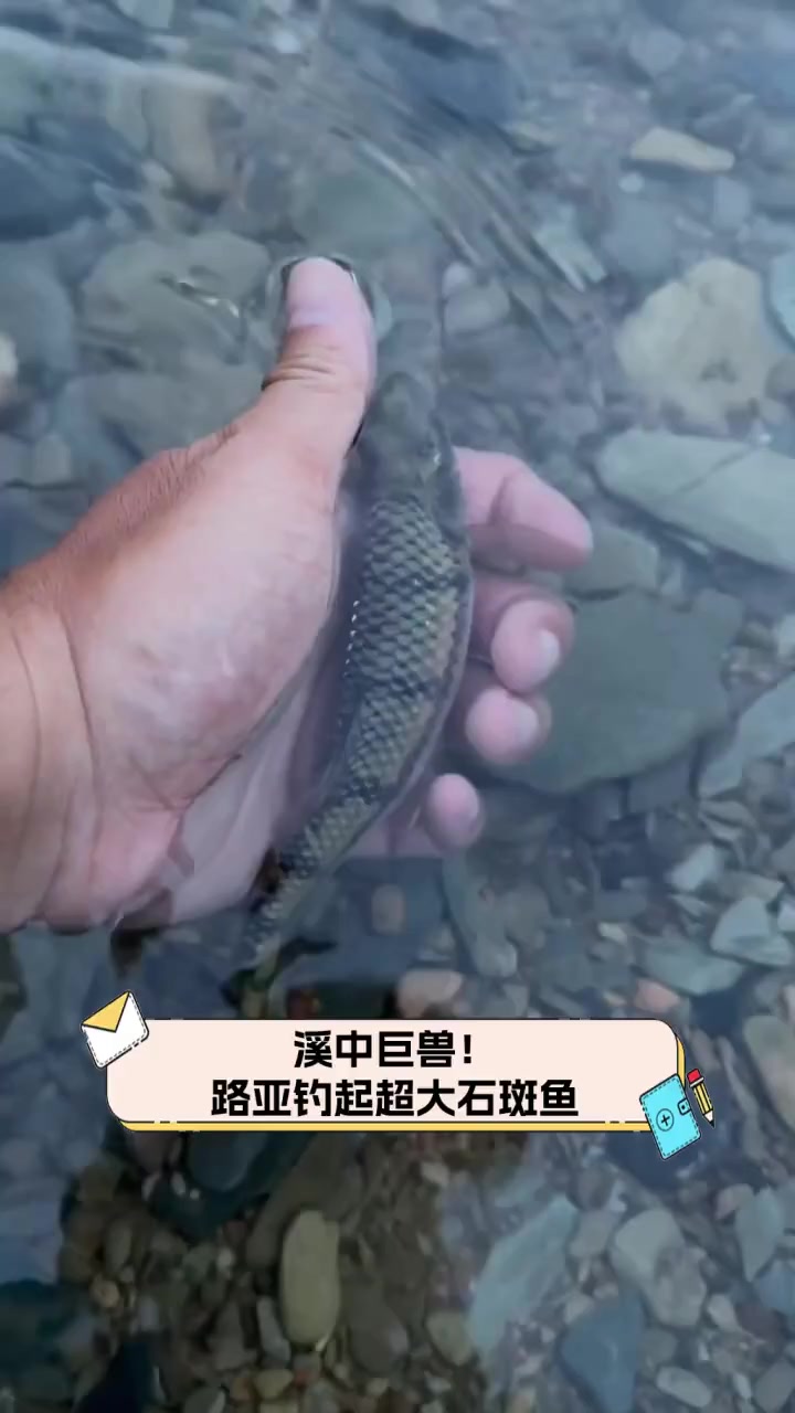 海南石斑路亚塘(石斑路亚用几号线)