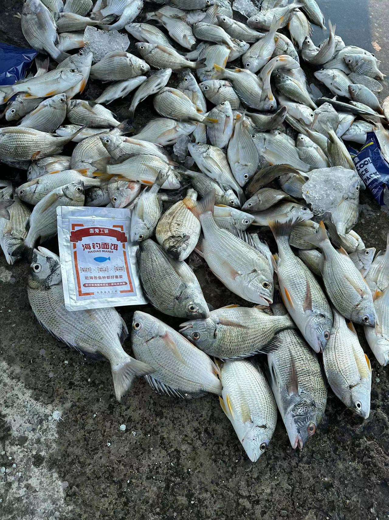 冬季面饵海钓鲷鱼(海钓钓鲷鱼如何选钓点)