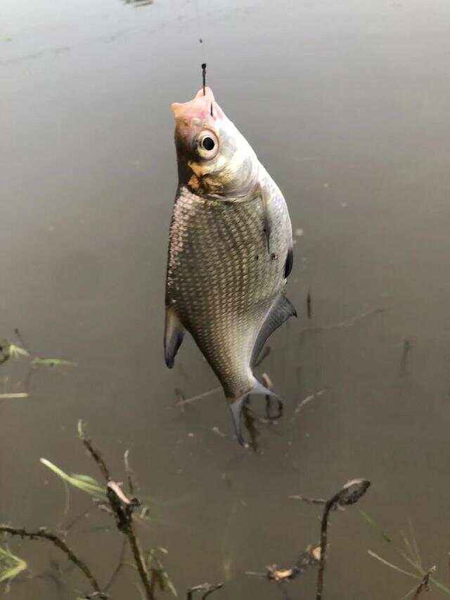 长江流水钓鳊鱼技巧(长江走水钓鳊鱼用什么饵最好)