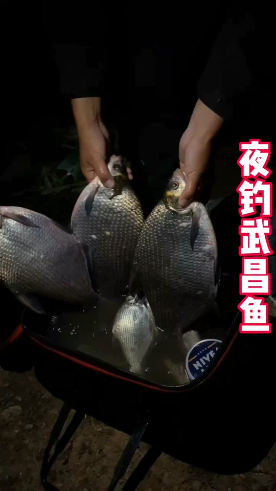 秋季钓武昌鱼技巧(秋季钓武昌鱼用什么饵料)