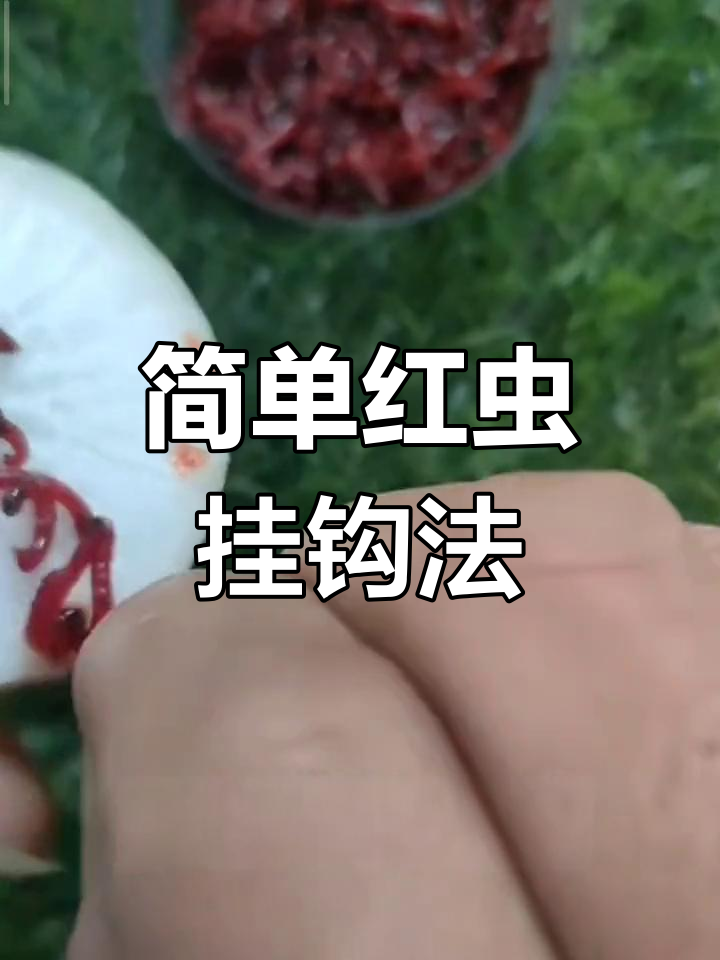 四川用红虫钓鱼技巧(四川省海选鱼饵红虫蚯蚓)