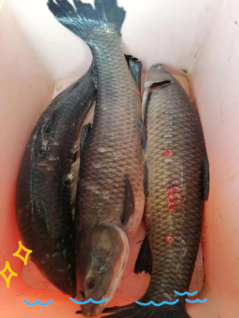 锚青鱼有什么技巧(锚青鱼有什么技巧和方法)