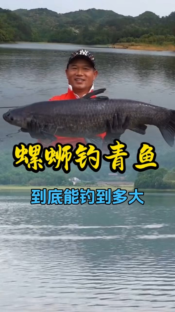 锚青鱼有什么技巧(锚青鱼有什么技巧和方法)