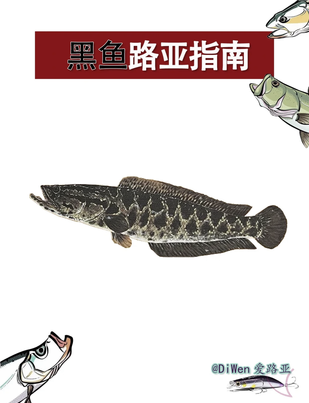 路亚黑鱼什么开始(路亚黑鱼什么时候开口)