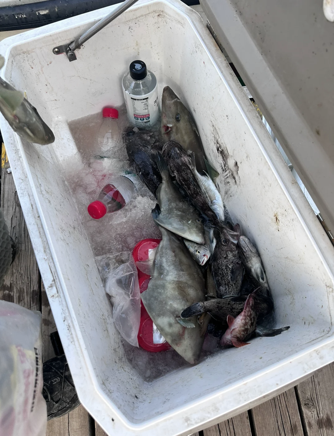 日照适合海钓的月份(日照海钓时间的最佳时间段)