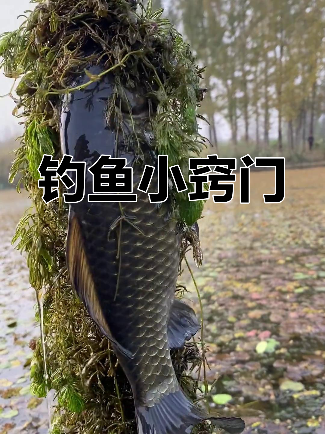 用拉食钓鱼的技巧(钓鱼的拉食怎么做的)