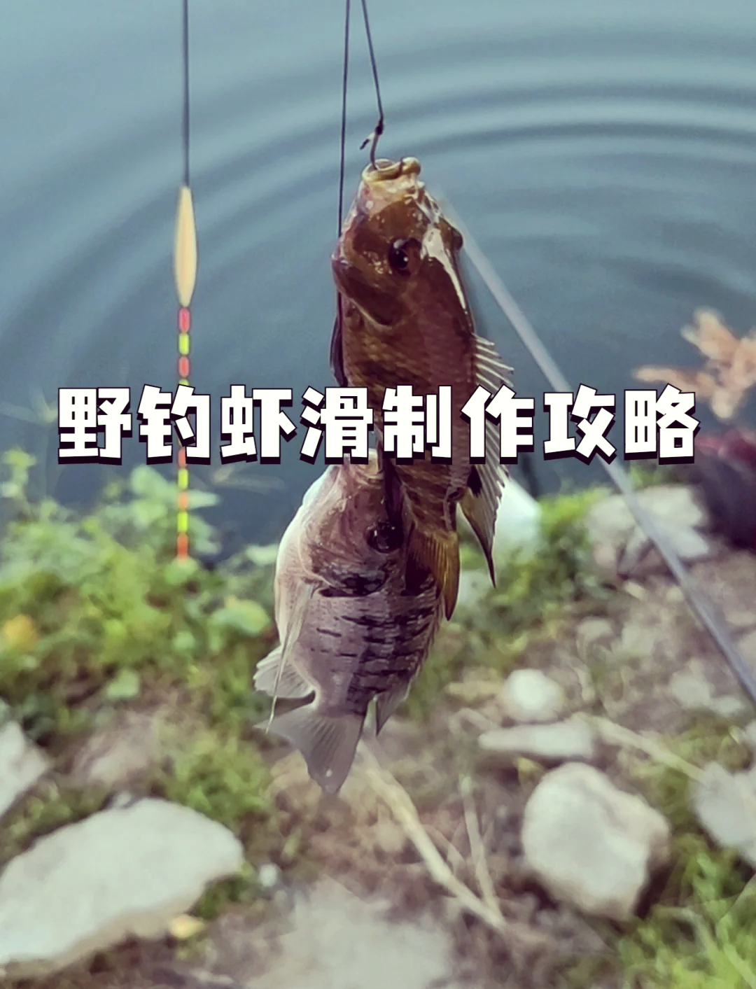 青苔饵料钓鱼制作(青苔饵料钓鱼制作视频)