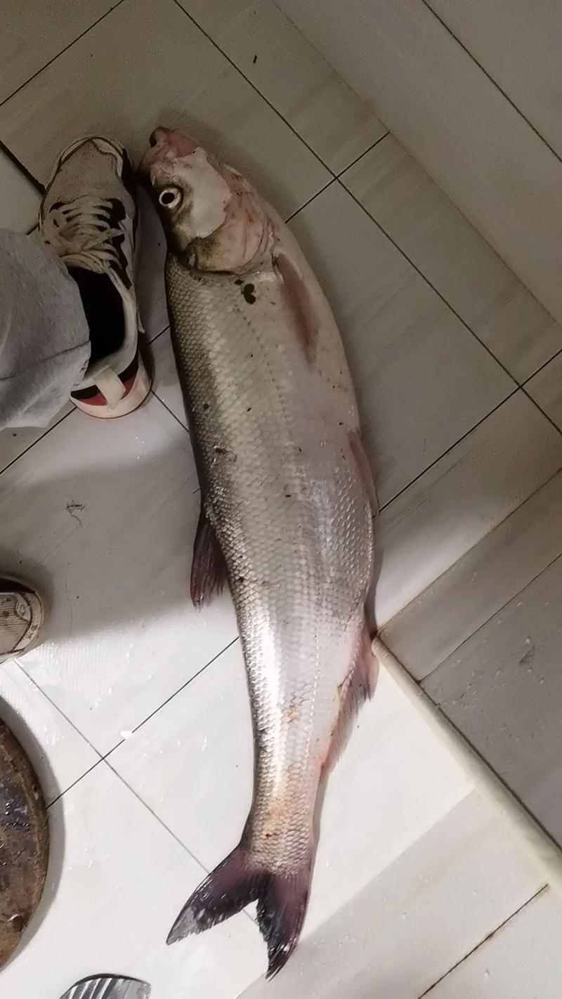 浙江路亚鱼(浙江路亚鱼种是什么鱼)