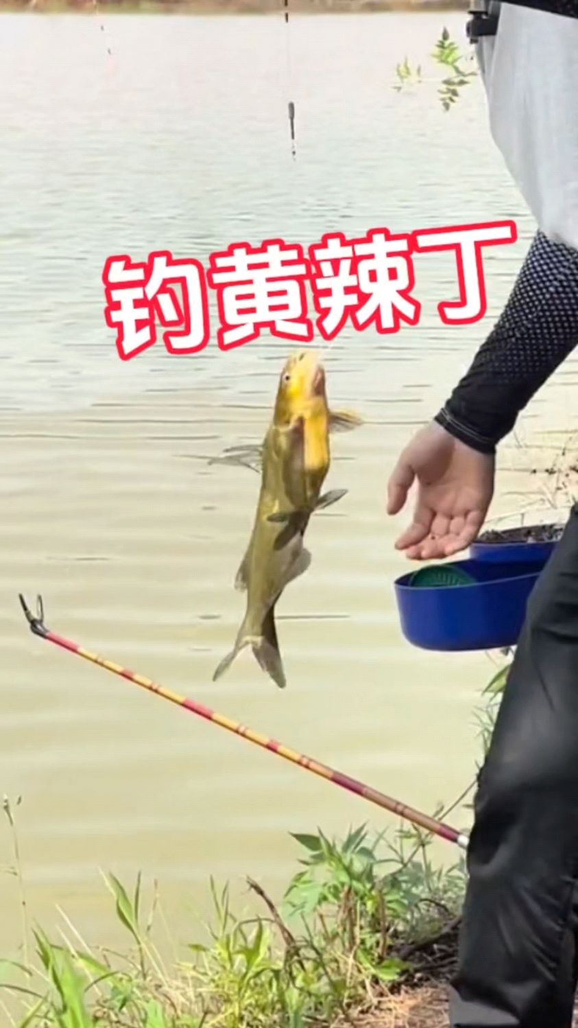 夏季钓黄辣丁技巧(夏季钓黄辣丁技巧和方法)
