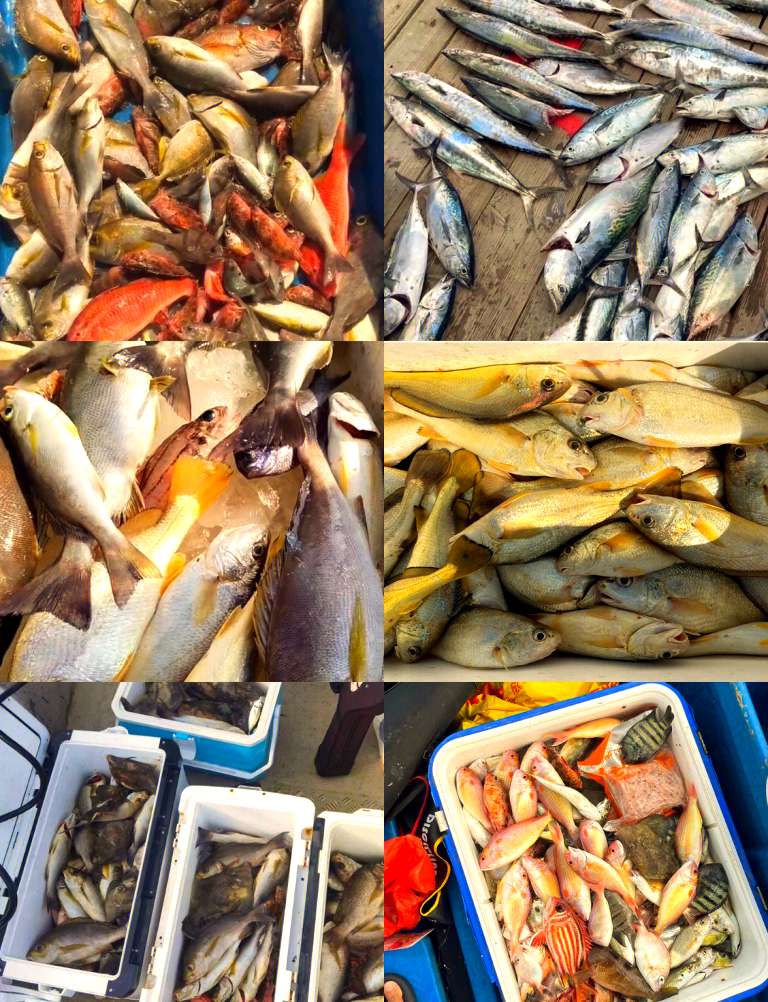 钦州海钓吧(钦州海边钓点)