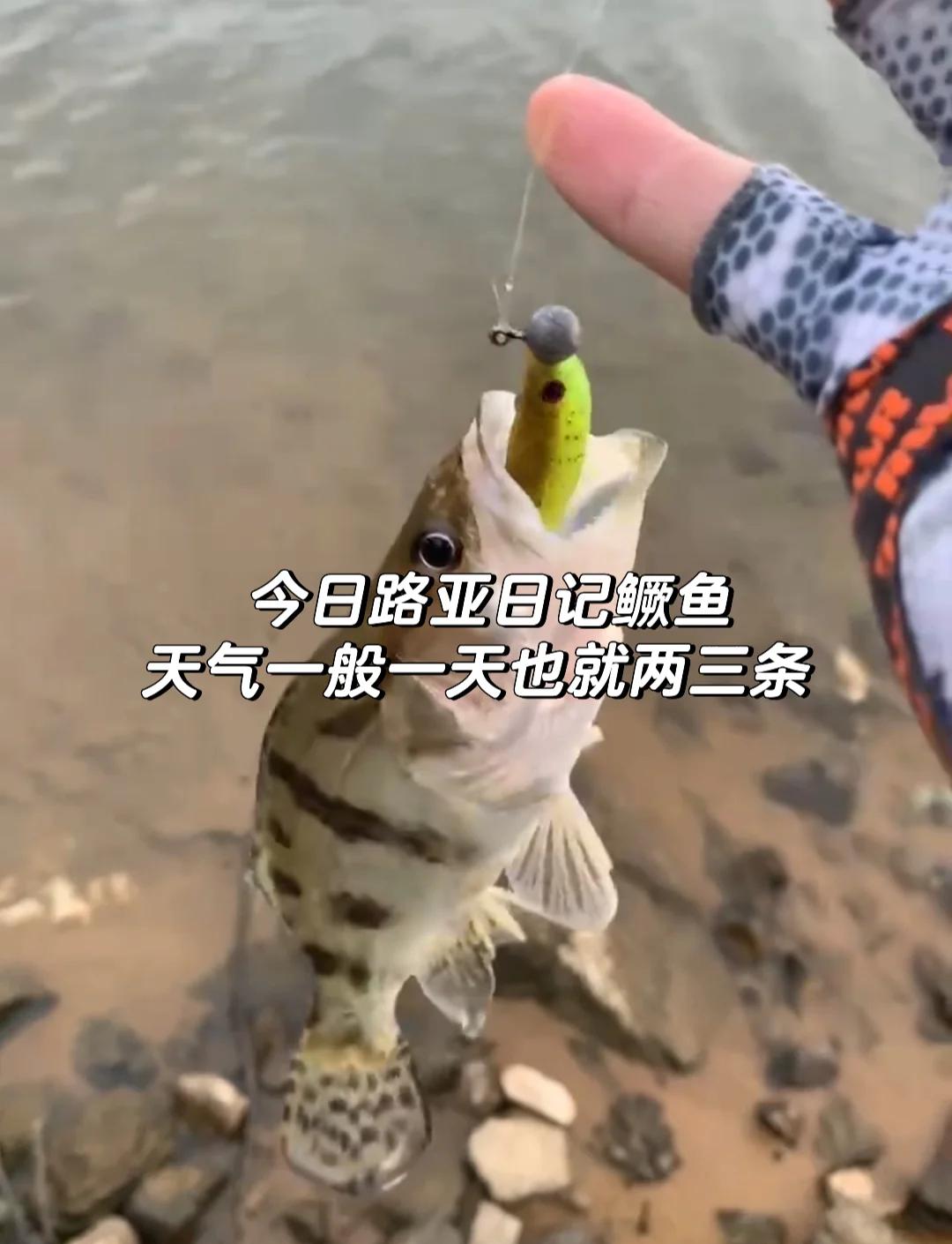 路亚桂鱼气压(路亚桂鱼温度多少)
