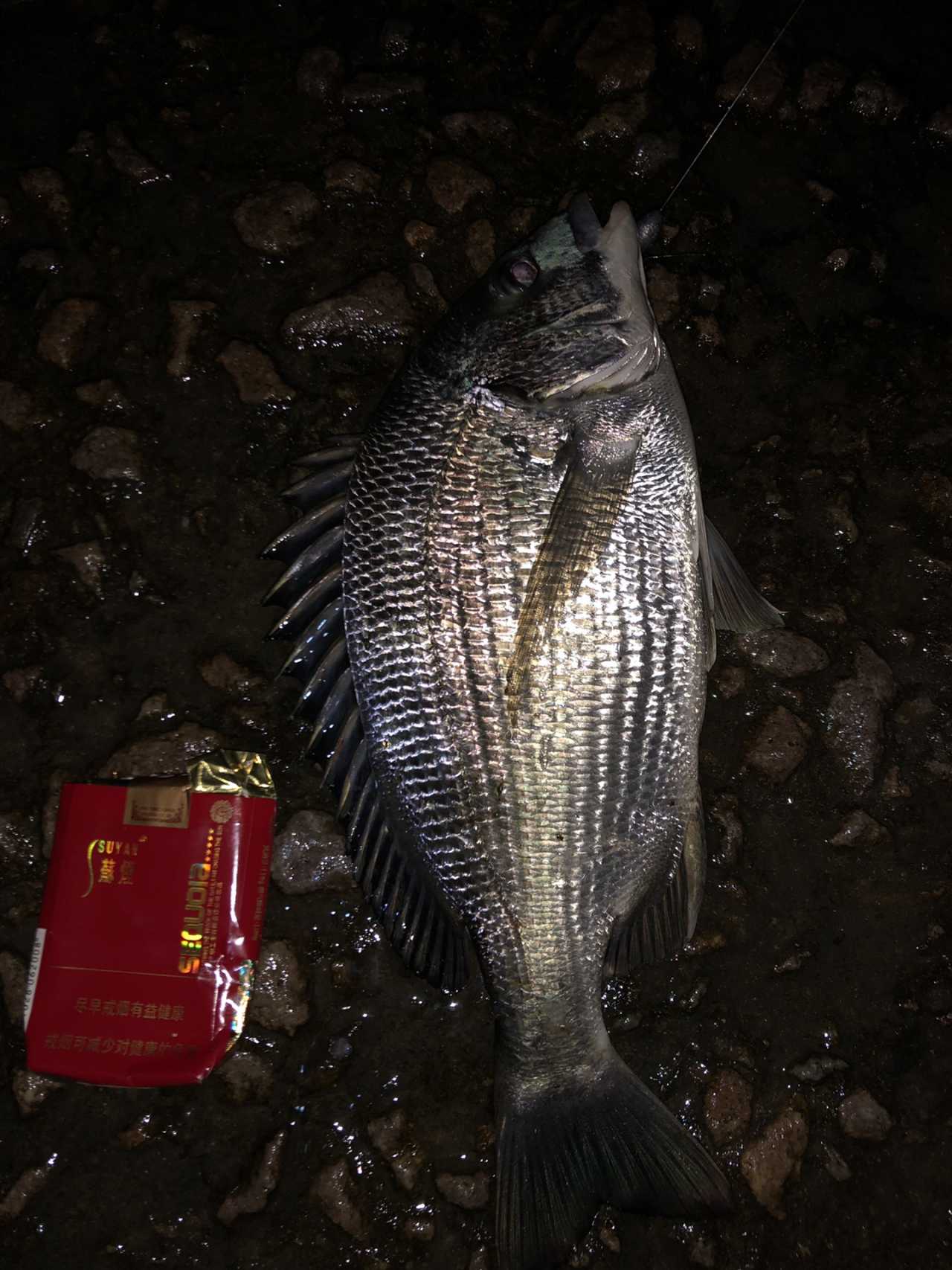 南麂岛海钓视频(南麂岛钓鱼岛地图)