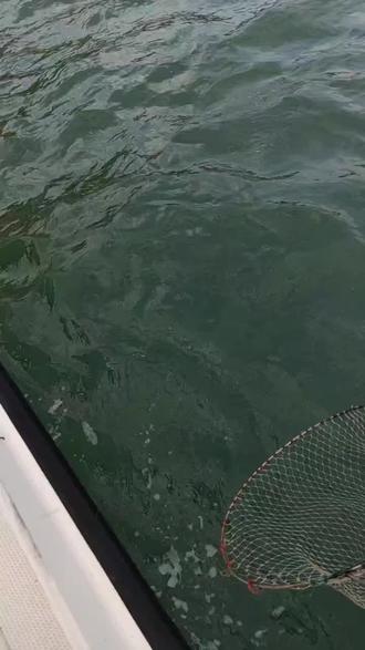 东极岛海钓出海(东极岛钓鱼需要租船吗?)