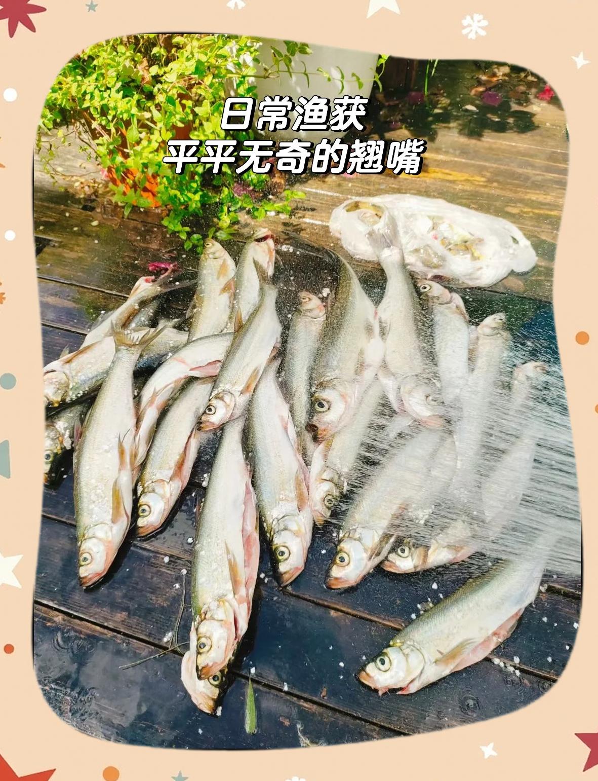 老者渔具窝里呆(老者鱼进窝的配方)