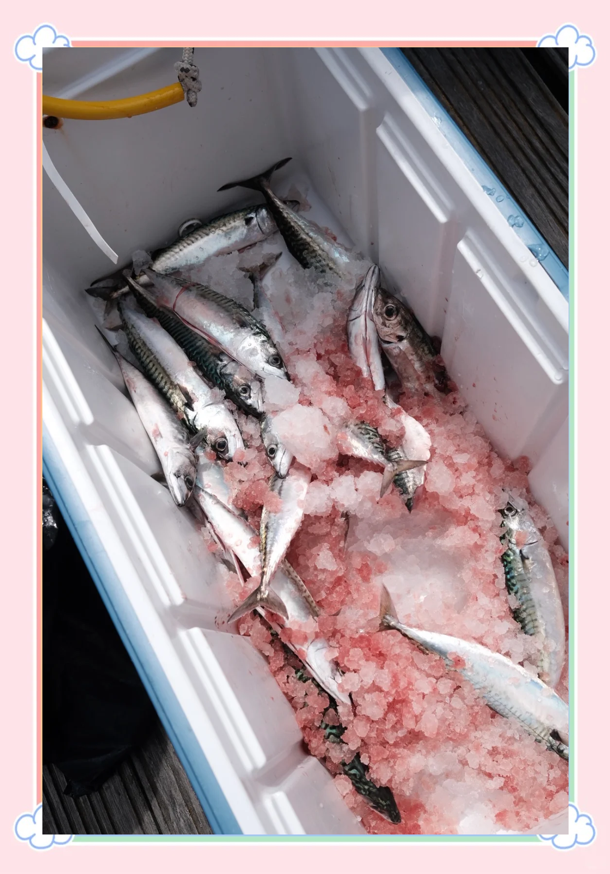 海钓鲨鱼贴吧(海钓鲨鱼贴吧最新消息)
