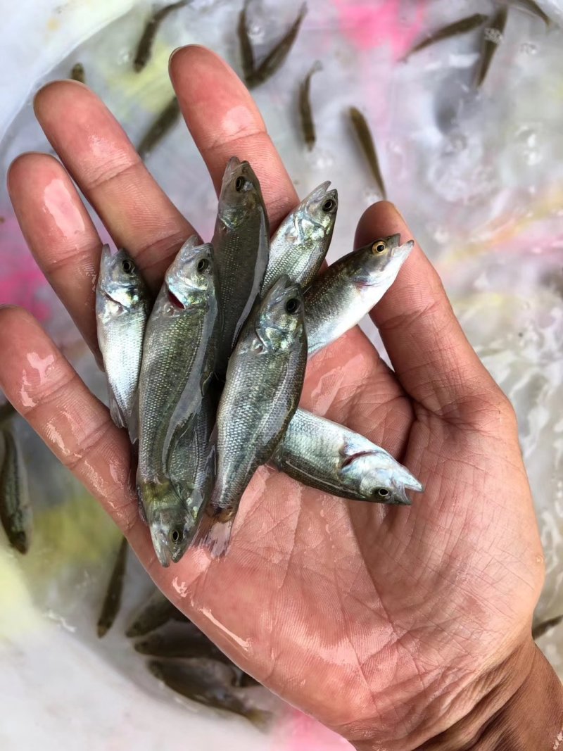 中华倒刺鲃饵料(中华倒刺鲃多少钱一斤)