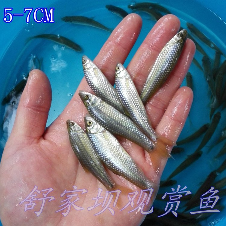 小鱼喜欢吃什么饵料(小鱼喜欢吃什么除了鱼料)