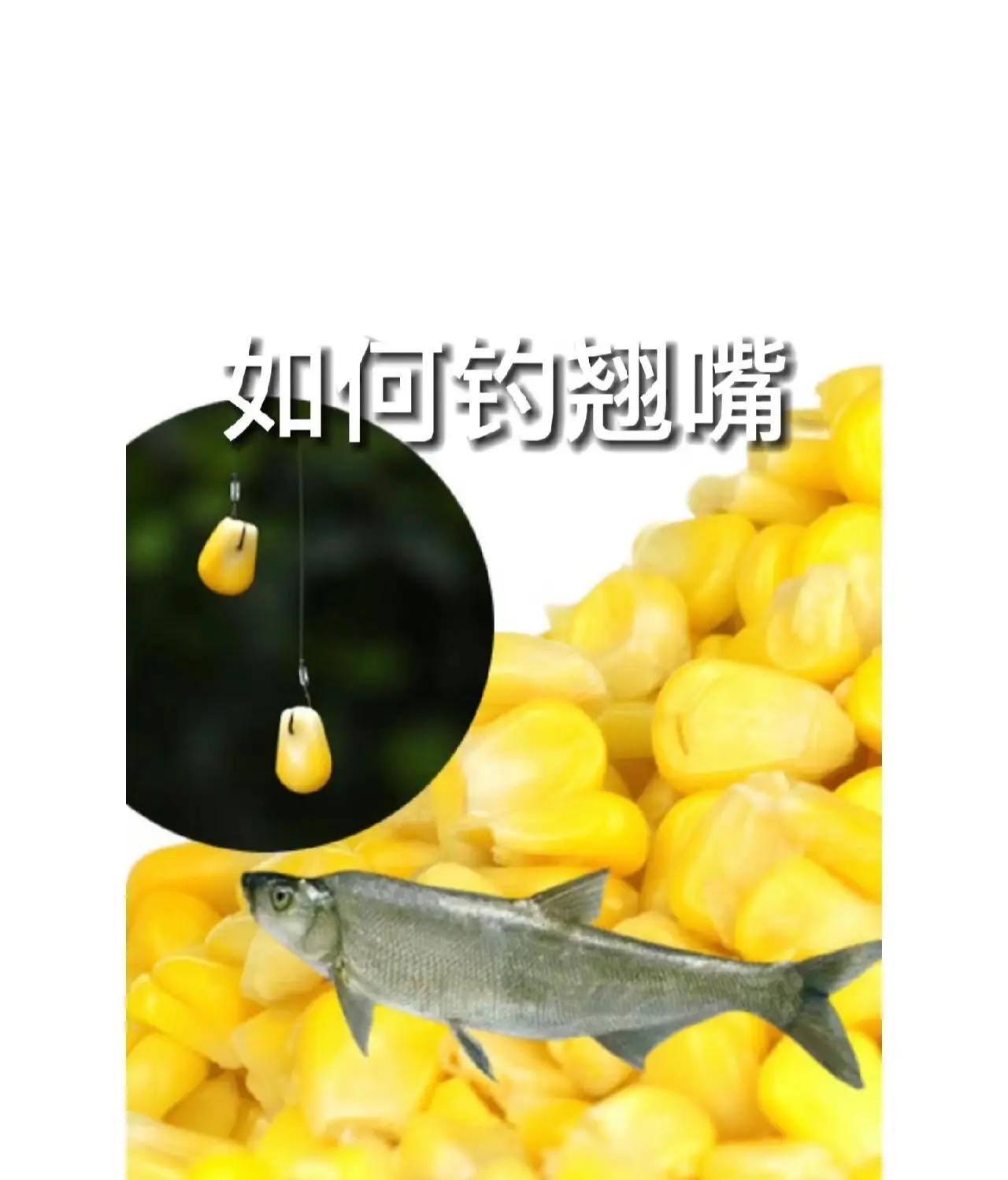 玉米钓翘嘴技巧方法(用玉米钓翘嘴怎样让翘嘴连口)