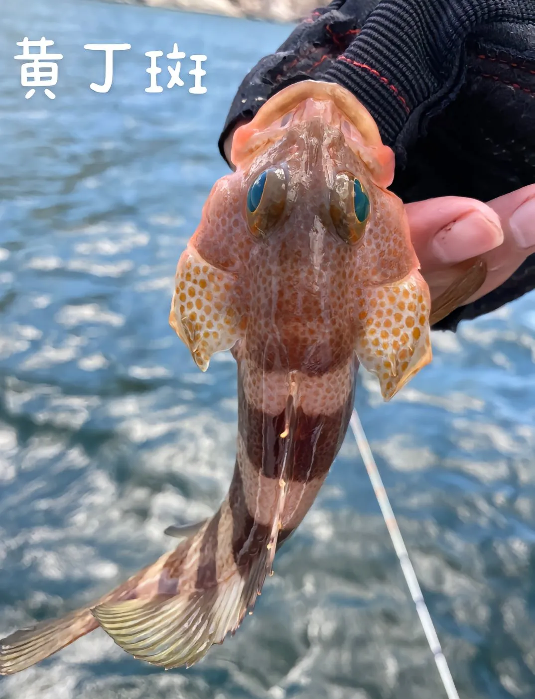 南澳岛海钓基地(南澳岛海钓多少钱一位)