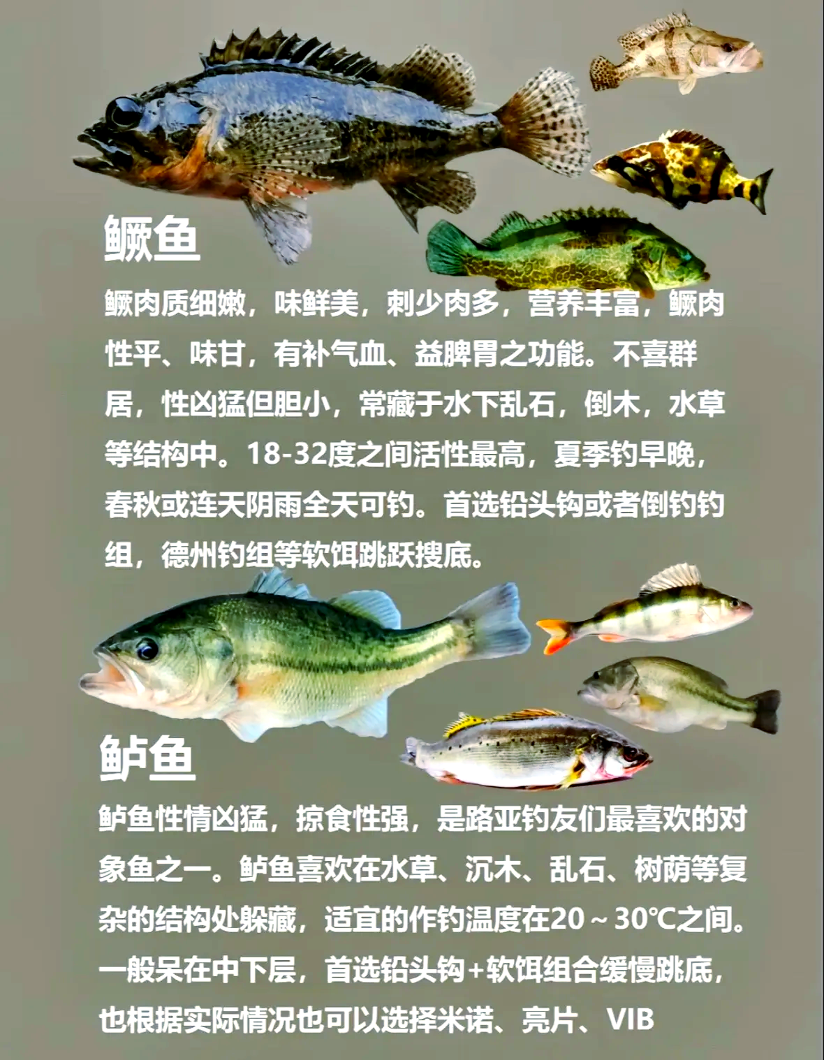 钓鱼有多少种饵料(钓鱼饵料分几种类型)