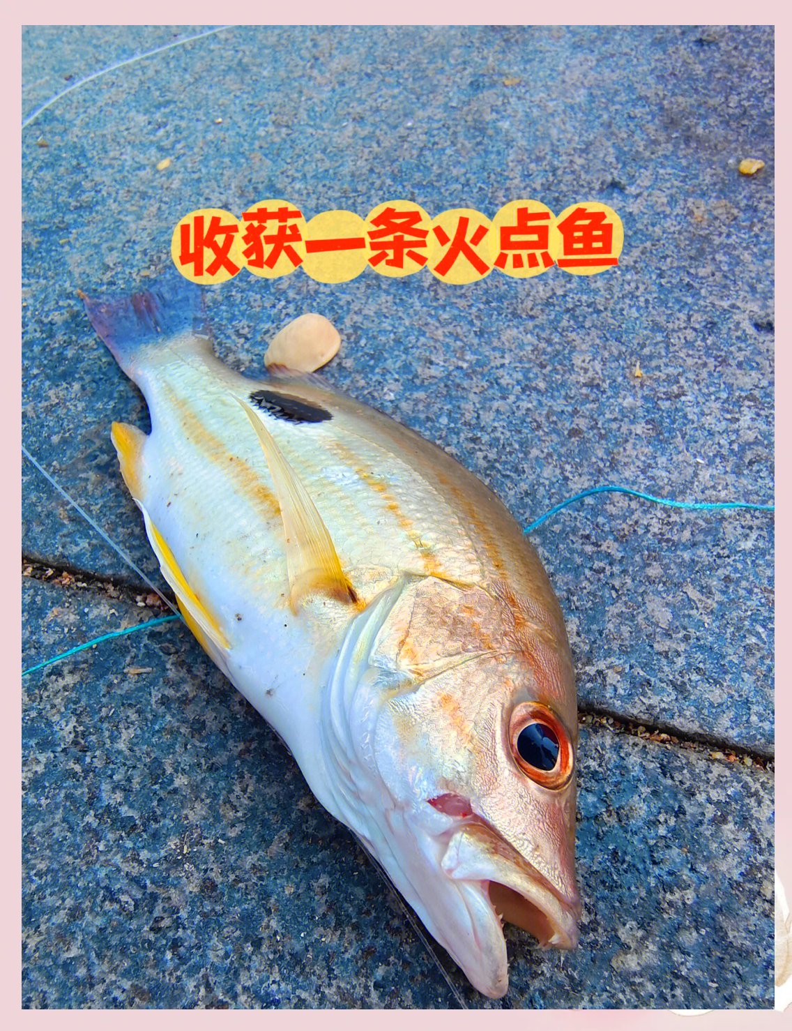 海钓钓淡水鱼(用淡水鱼钓海里鱼)