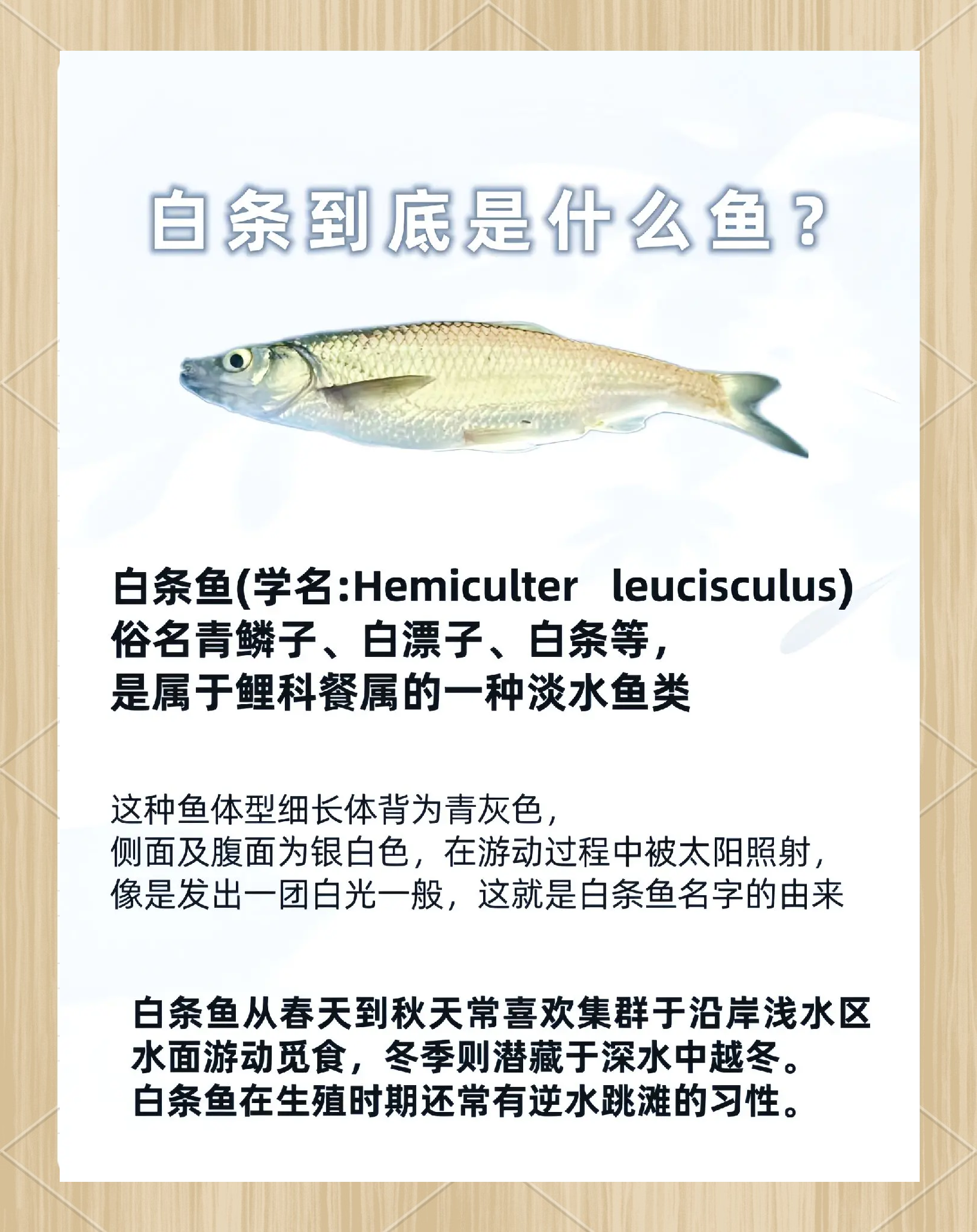 路亚白条的水深(路亚白条水深多少)