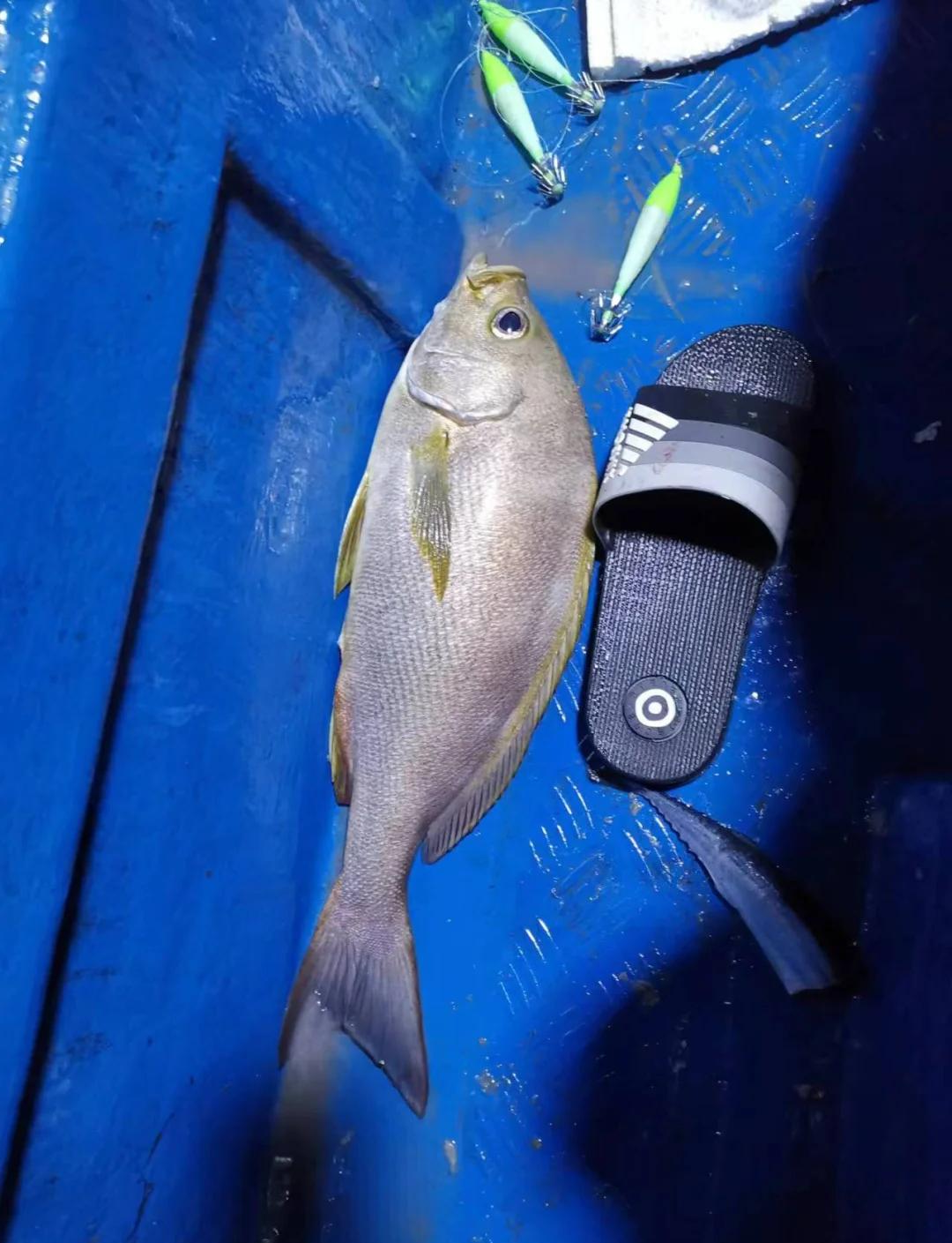 珠海海钓路亚(珠海海边路亚钓点)